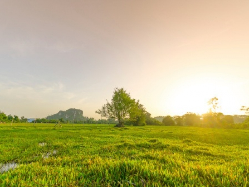 Golden meadow in summer