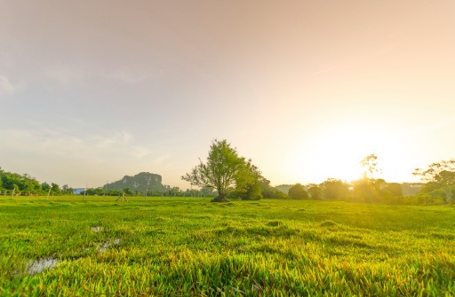 Golden meadow in summer